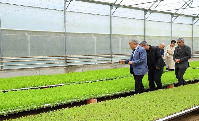 FİDELER BU SERALARDA ÜRETİLİYOR