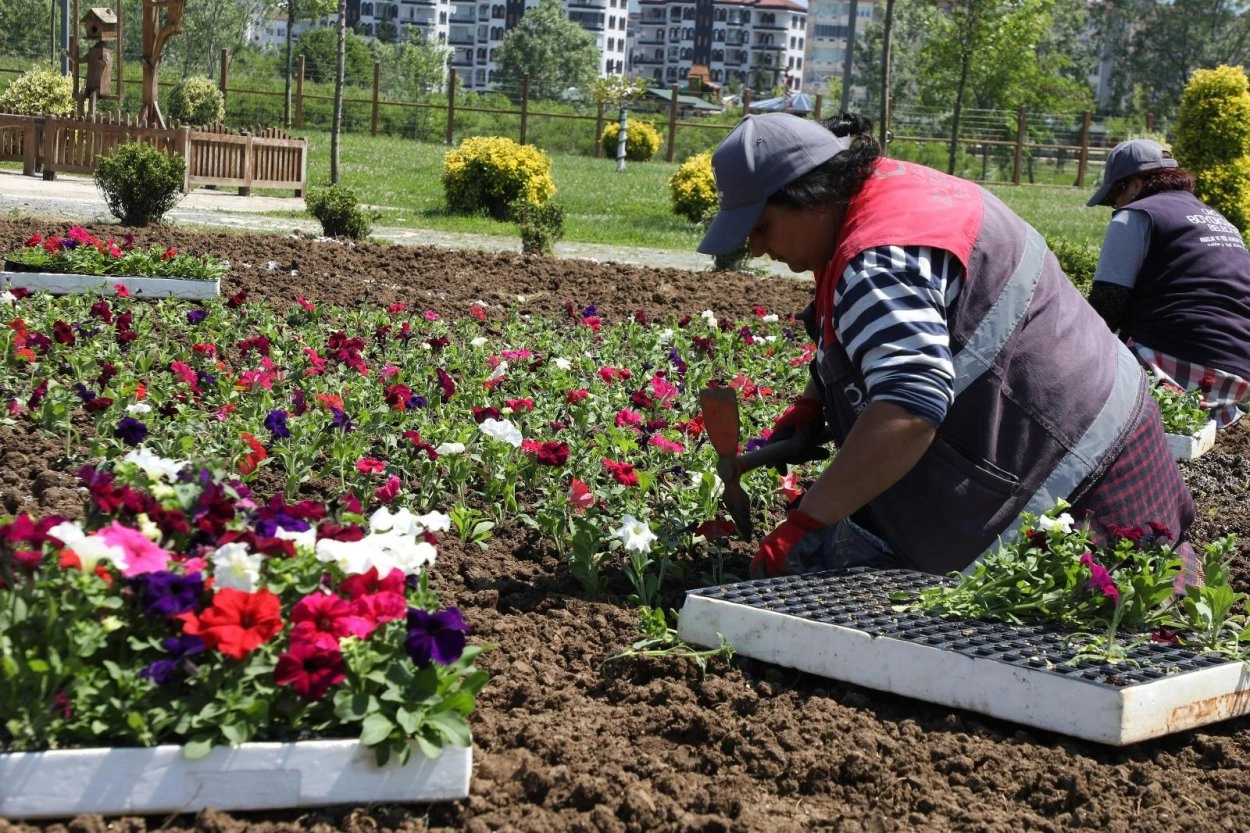 Ordu Belediyesi Çiçekleri Kendi Seralarında Yetiştiriyor